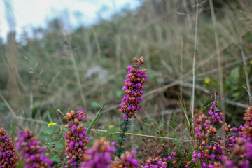 wild pink flowers in the mountains