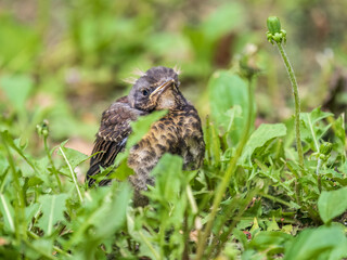 A fieldfare chick, Turdus pilaris, has left the nest and sitting on the spring lawn. A fieldfare...