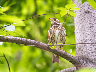 Wood bird Redwing, Turdus iliacus, sits on tree branch