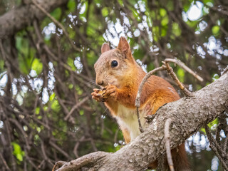 The squirrel with nut sits on a branches in the spring or summer.