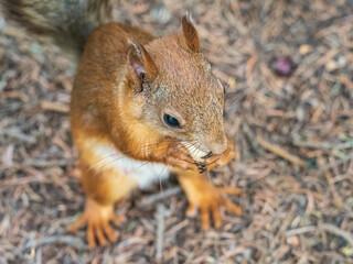 Squirrel in autumn or spring with nut on the green grass with fallen yellow leaves