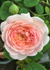 A beautiful pink rose flower