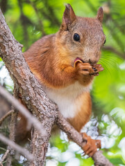 The squirrel with nut sits on a branches in the spring or summer.