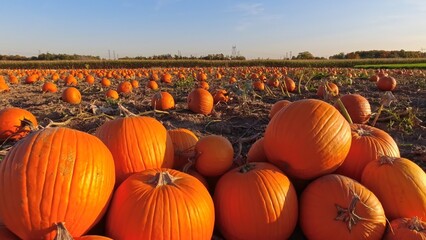 Pumpkin harvest and Thanksgiving Day season. Golden hour at farm with pumpkins for agritourism or agrotourism. Holiday Autumn festival scene and celebration of fall. Pick you own pumpkins sale.