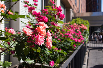 Fototapeta na wymiar Beautiful Pink Rose Bush along a Sidewalk in Greenwich Village of New York City during Spring