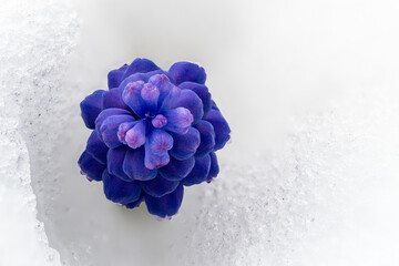 hyacinth - Traubenhyazinthe in Eis