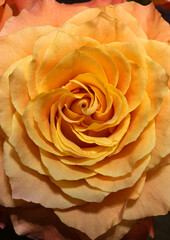 A beautiful orange rose blossom