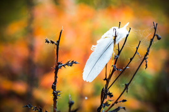 Wei&szlig;e Feder in buntem Herbstlaub 3