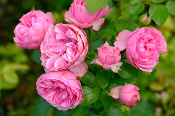 A beautiful pink rose flower