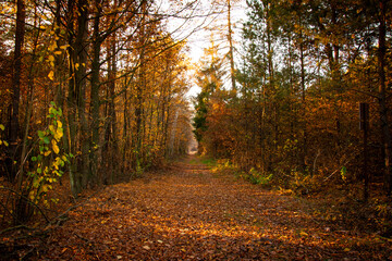 Autumn landscape. A path in the forest, park. Yellow, red, orange and brown leaves. Fall foliage during autumn season with warm sunlight.