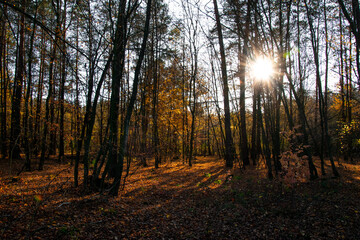 Autumn landscape. A path in the forest, park. Yellow, red, orange and brown leaves. Fall foliage during autumn season with warm sunlight.