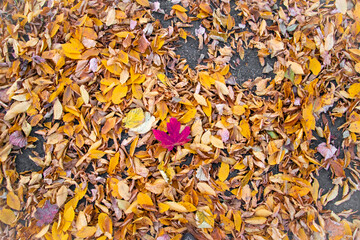 Autumn landscape. A path in the forest, park. Yellow, red, orange and brown leaves. Fall foliage during autumn season with warm sunlight.