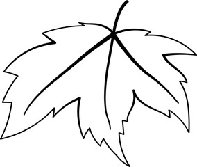 Maple Leaf Line Drawing Nature