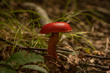 Wild mushrooms on the forest floor