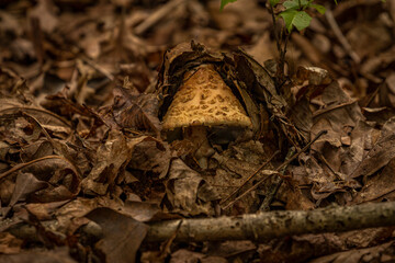 Wild mushrooms on the forest floor