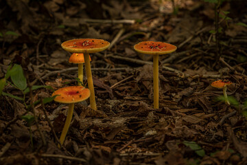 Wild mushrooms on the forest floor