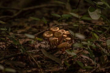 Bonnet Mushrooms on a moss covered log