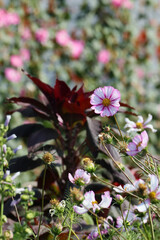 Cosmos flower with white petals with pink veins against the background of a blurred garden