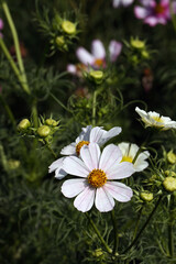 White Cosmos flower close-up among green foliage