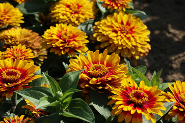 Zinnia swizzle scarlet and yellow with eye-catching, fully double, yellow and red bicolor flowers