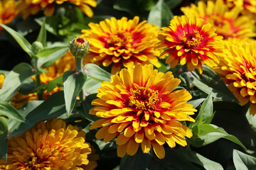 Zinnia swizzle scarlet and yellow with eye-catching, fully double, yellow and red bicolor flowers