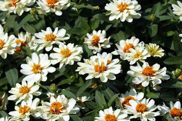 Zinnia Zahara White with pure white petals and fluffy yellow center
