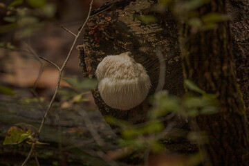 Lions Mane mushroom on a tree trunk