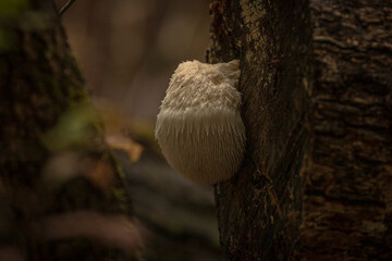 Lions Mane mushroom on a tree trunk