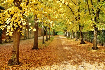 Herbstliche Allee