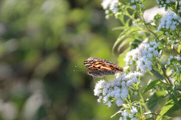 butterfly on flower