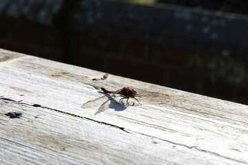 Dragonfly sitting on a wooden beam. Dragonfly sitting in the sun. Big insect resting on a wooden plate. Dragonfly in autumn. Calm, peaceful big insect on bright and dark background. Close-up shot. 