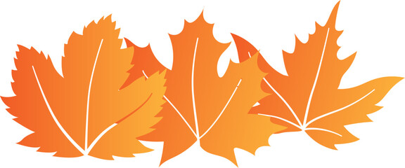 Maple Leaf Decorate Position Illustration