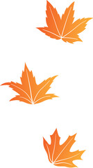 Maple Leaf Decorate Position Illustration