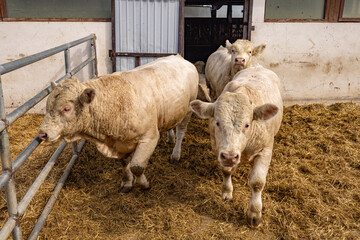 Charolais cattle calves