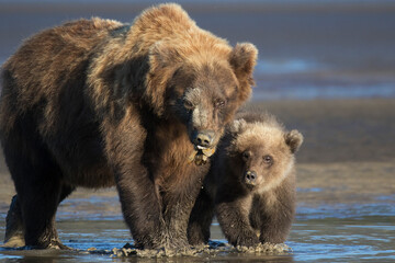 Grizzly Bears