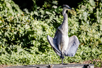 a blue heron sunbathing in buddha position
