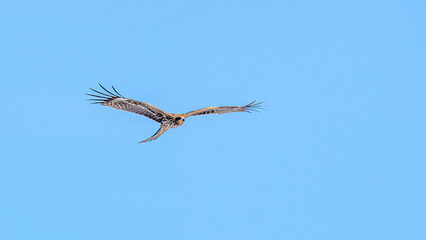 Eagle in flight