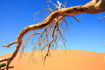 An old dead wood tree with spindly branches with an orange sand dunes and bright blue sky background, Namib Naukluft, Namibia