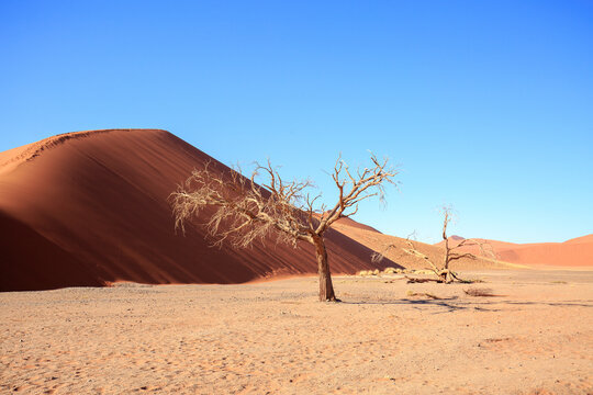 Bright Orange Sand dune with dead trees standing in the foreground, against a bright blue clear blue sky. Namib Naukluft National Park, namibia