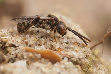 Closeup on a female of the small kleptoparasite Sheppard's Nomad bee, Nomada sheppardana