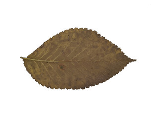 one autumn colorful leaf on a white background close-up photo top view.