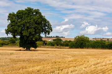 The Lenham Cross in the distance,  is a chalk cross carved into the hillside to the north of Lenham...