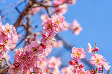 pink cherry blossom