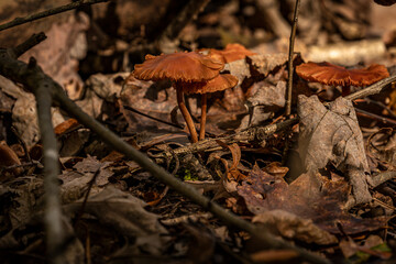 Wild mushrooms on the forest floor