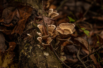 Turkey-tail mushrooms on a log