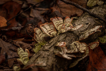 Turkey-tail mushrooms on a log