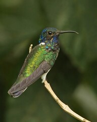 hummingbird