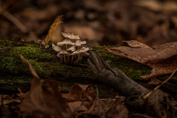 Bonnet mushrooms on a moss covered log