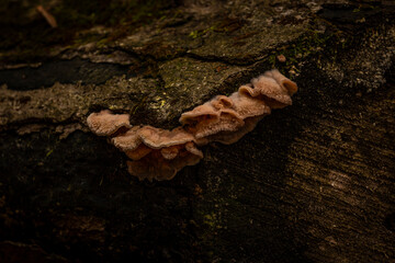Shelf mushrooms on a dead tree branch