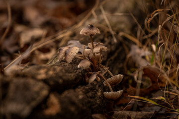 Bonnet mushrooms on a moss covered log
